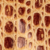 Brown-Syrmia